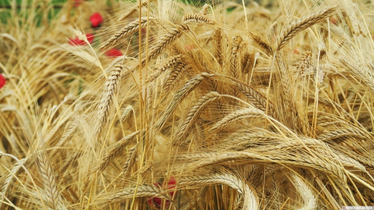 Пшеница зерно колос