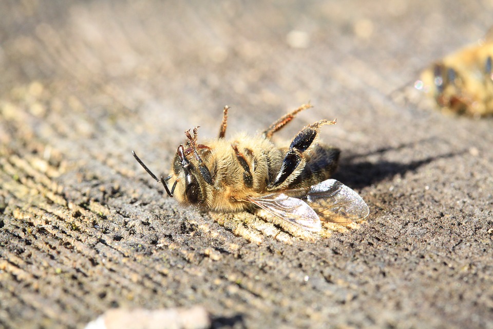Мертвая пчела