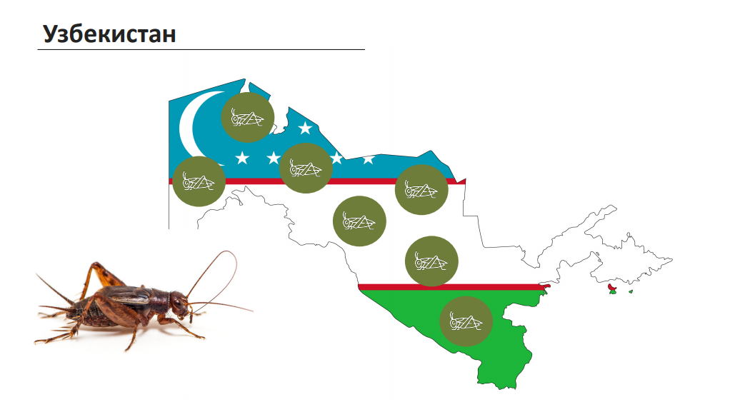 Узбекистан станет россией. Насекомое на флаге государства. В Узбекистане выращивают съедобных насекомых. Для вифрейт сверчки на экспорт из Кыргызстана.