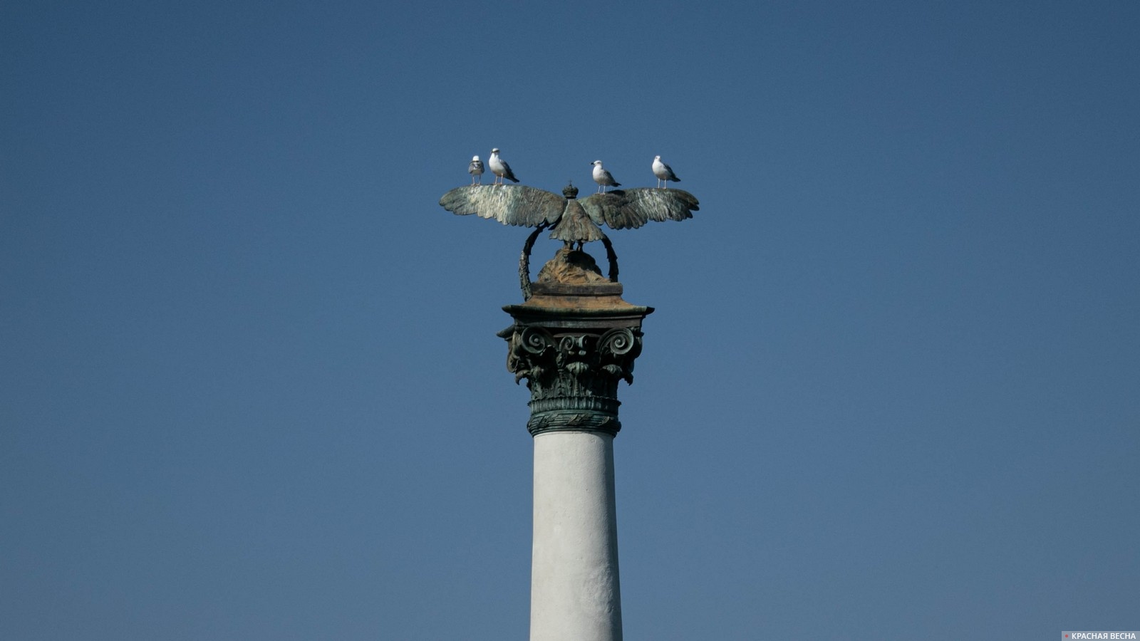 Чайки на памятнике затопленным кораблям. Севастополь, Крым