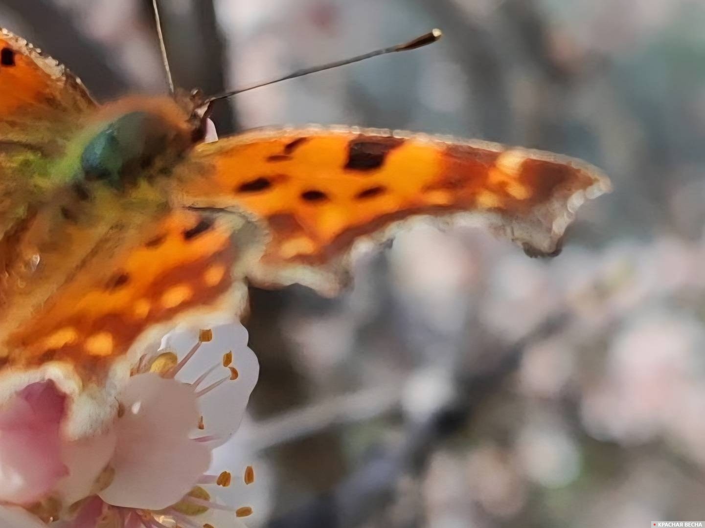 Бабочка на цветке 