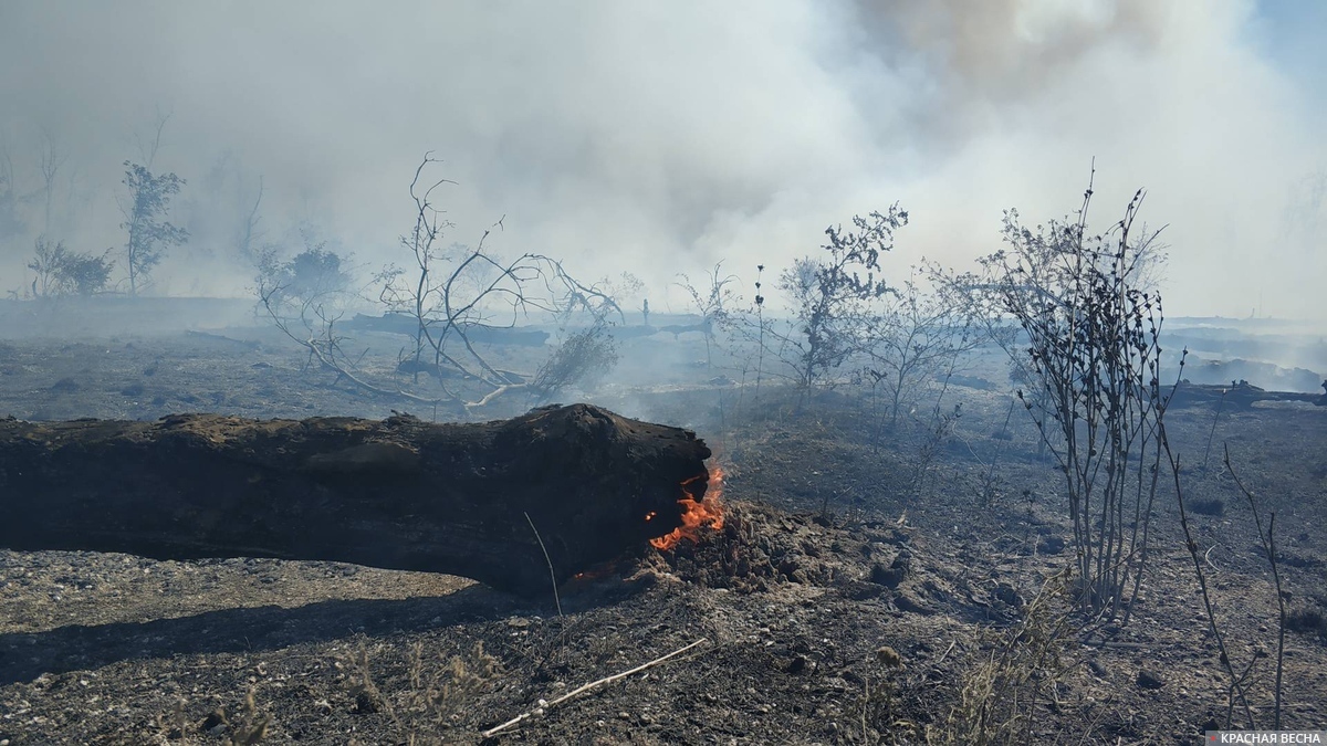 Сгоревшее дерево