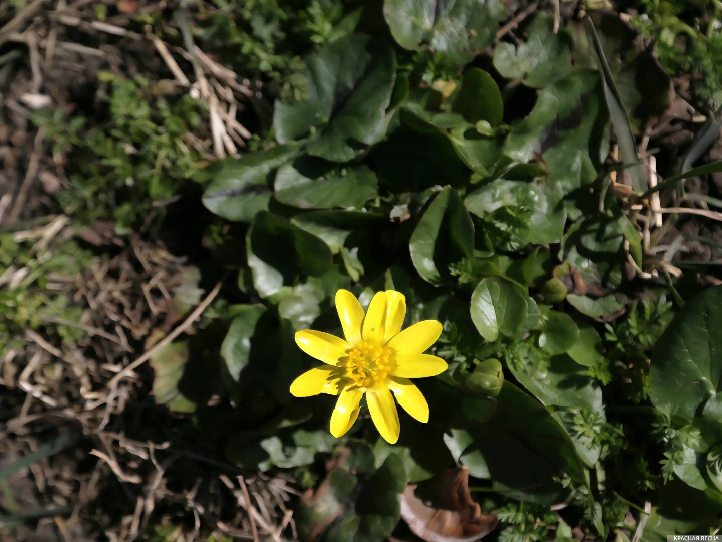Лютик весенний 
