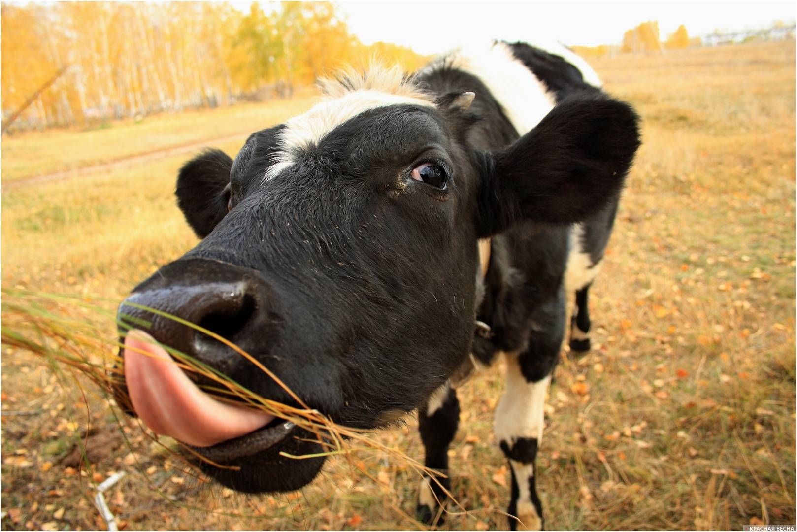Волгоградского фермера обязали сдать на убой больных бруцеллезом коров