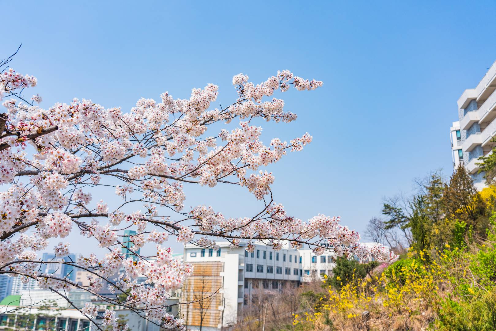 весна, цветение, Южная Корея