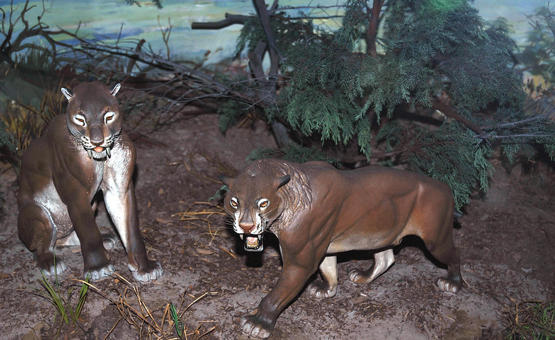 Реконструкция саблезубых тигров. Диорама в Музее естественной истории Карнеги, Питтсбург, США 