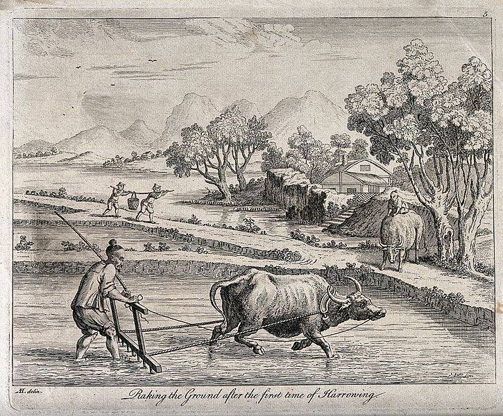 Гравюра Дж.Джуна в честь Августина Хекеля. Сгребание рисовых полей в Китае плугом, запряженным волами