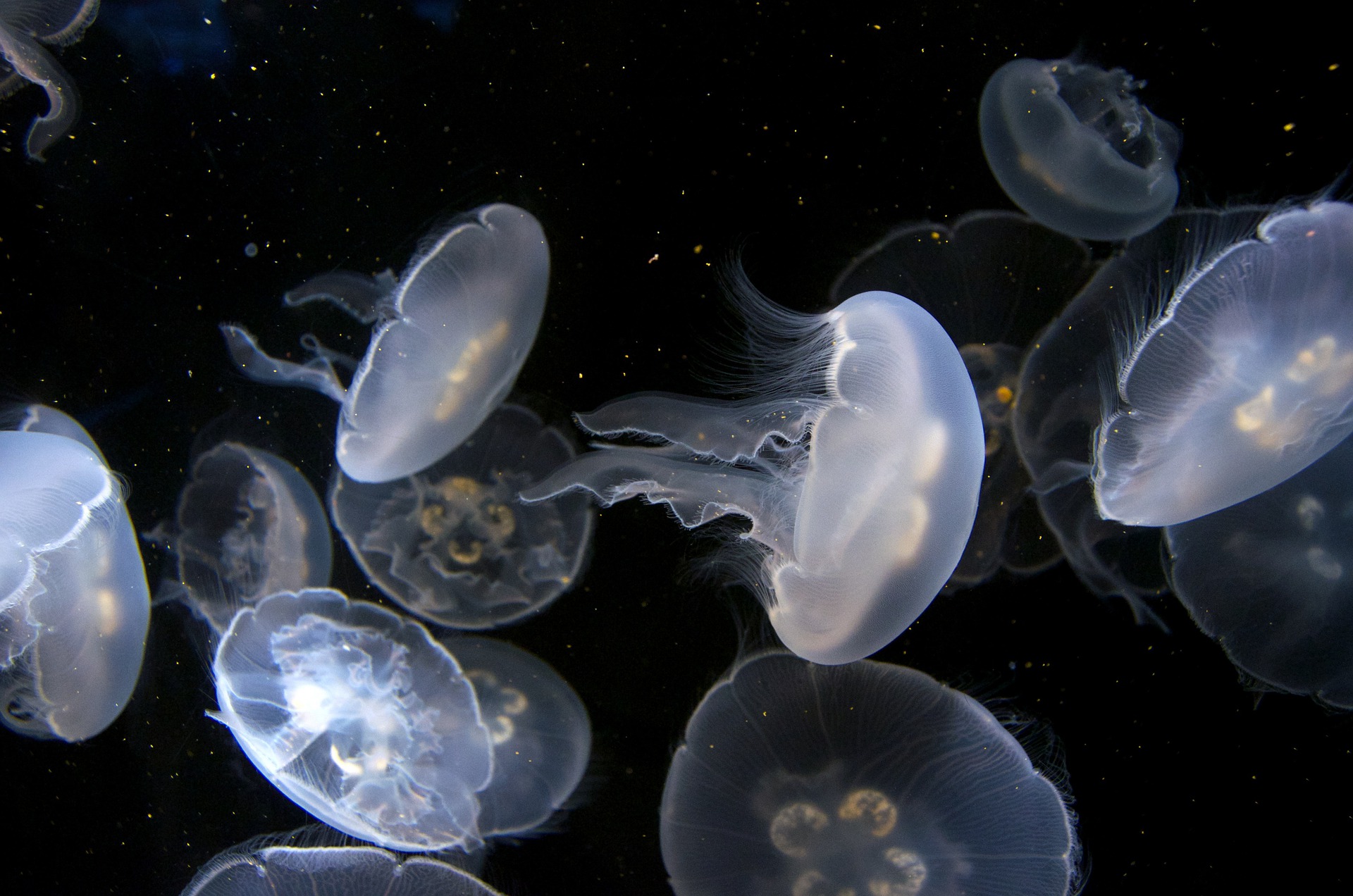 Медузы Каспийского моря