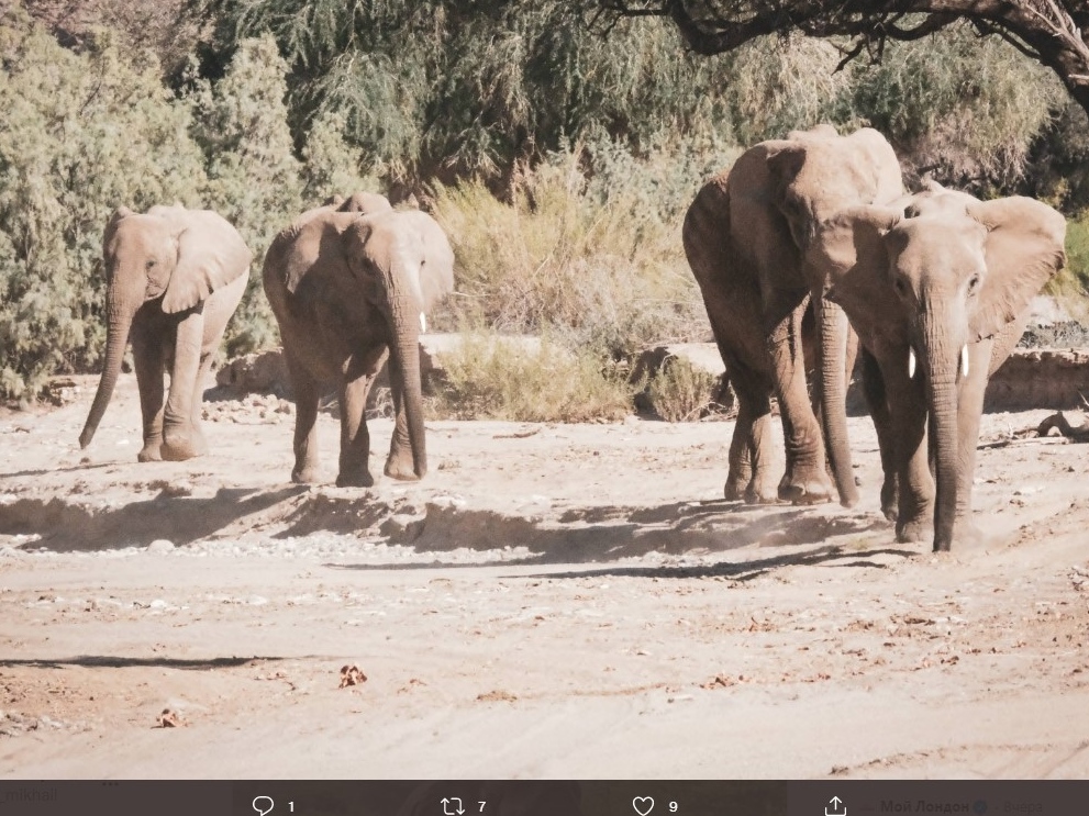 Африка. Слоны