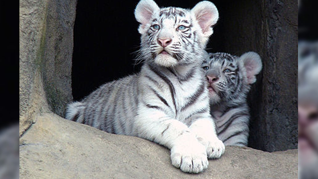 Тигрята в Московском зоопарке (Бенгальский тигр)