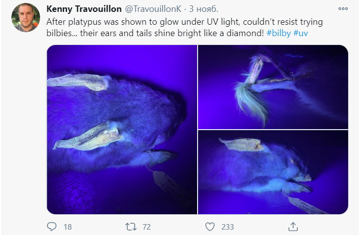Скриншот страницы Кенни Травуйона в соцсети Twitter с кроличьими бандикутами, освещенными ультрафиолетовым фонариком