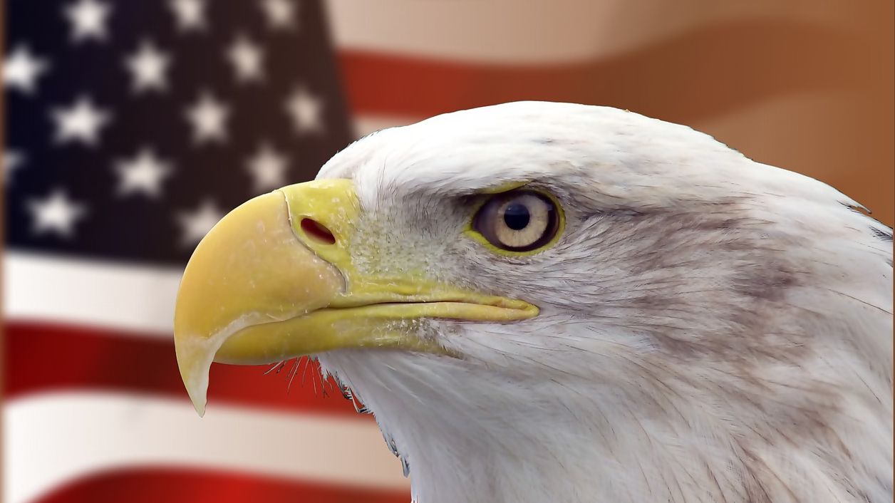 Белоголовый орлан на фоне флага США