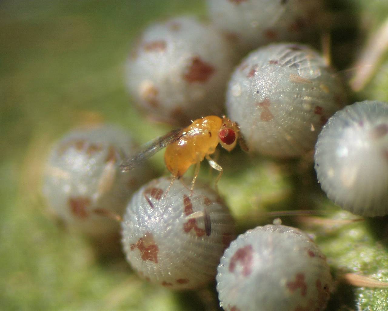 Самка осы-паразита откладывает яйца на яйца мотылька