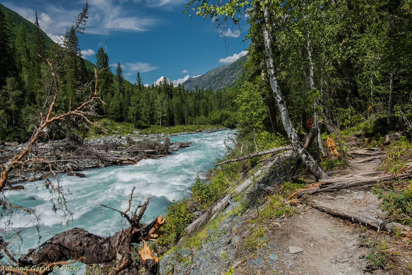 Алтайские леса