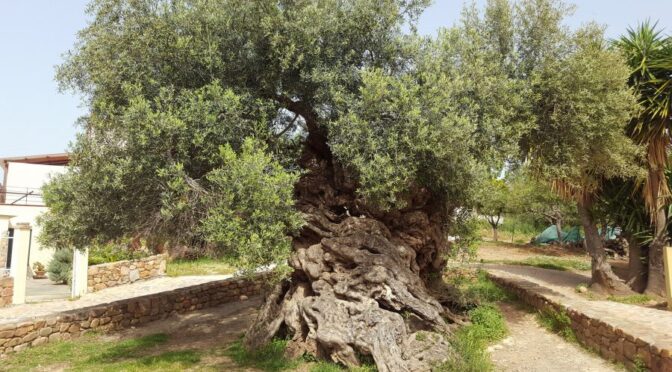 Оливковое дерево Vouves (о. Крит)