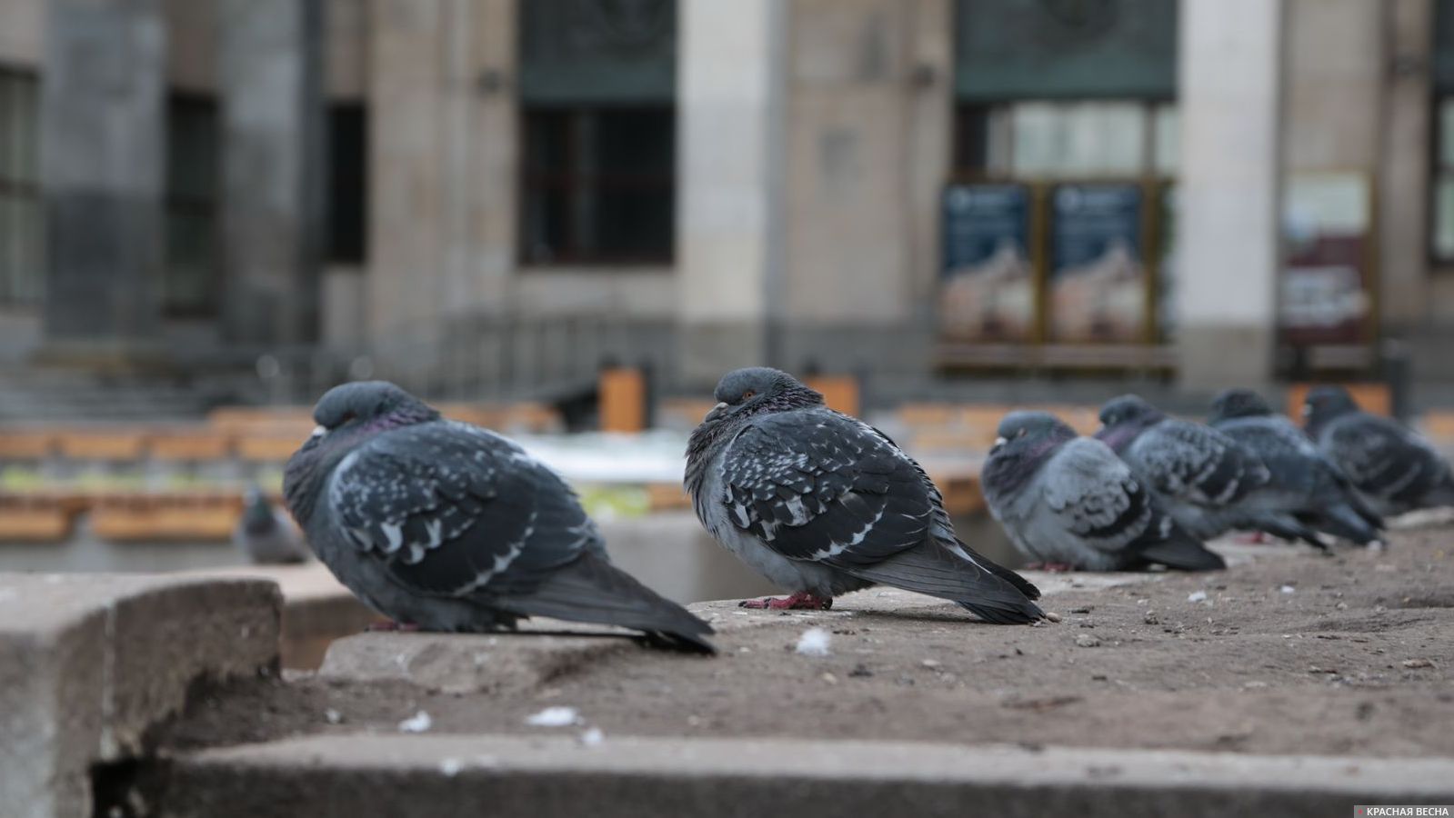 Социальная дистанция у голубей