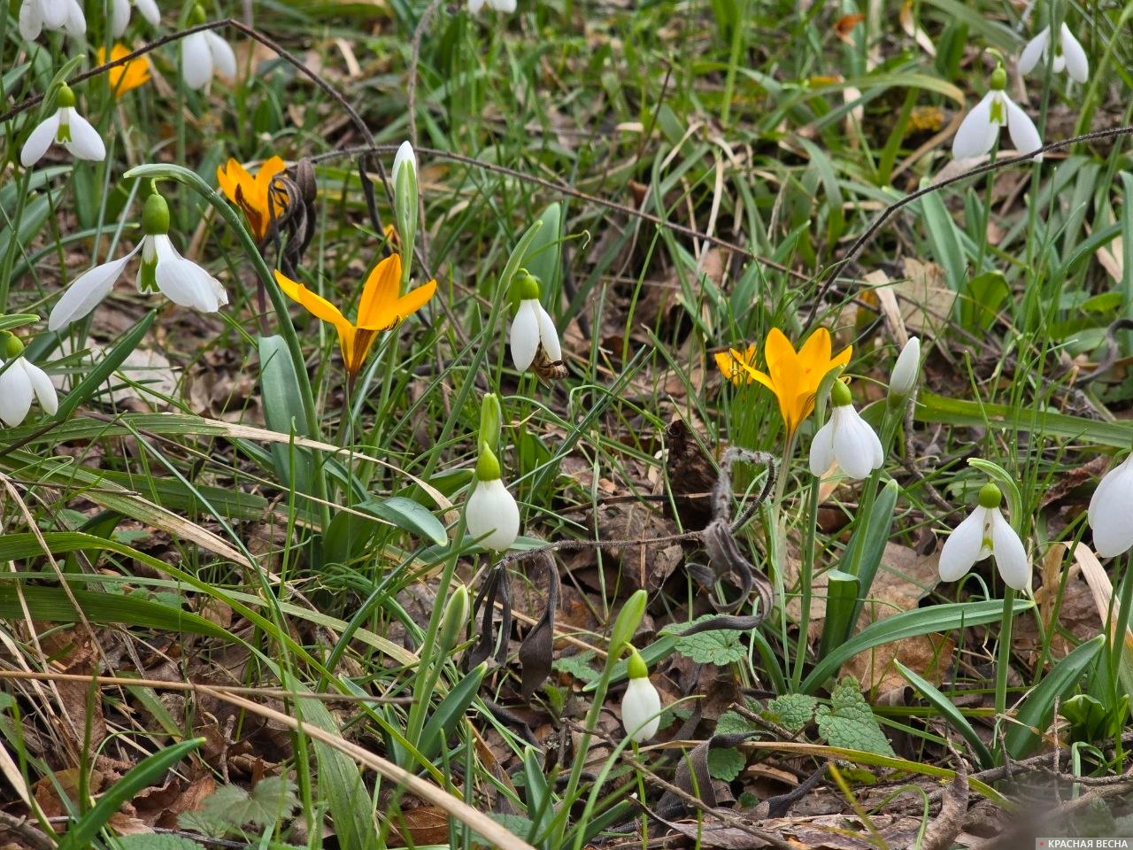 Подснежники и крокусы 