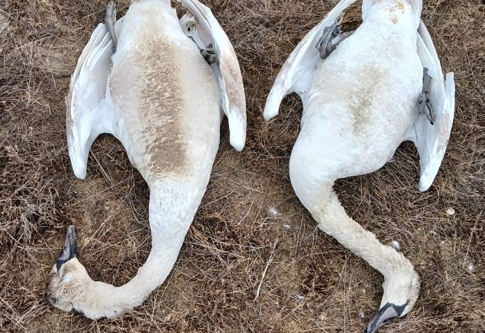 Погибшие лебеди-шипуны