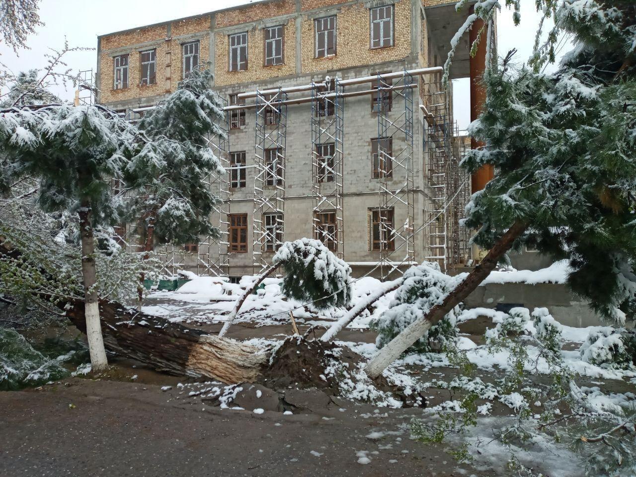 Повалившиеся из-за снегопада деревья в Узбекистане