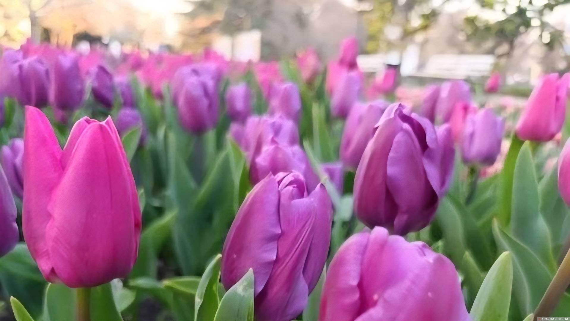 Тюльпаны в Севастополе 