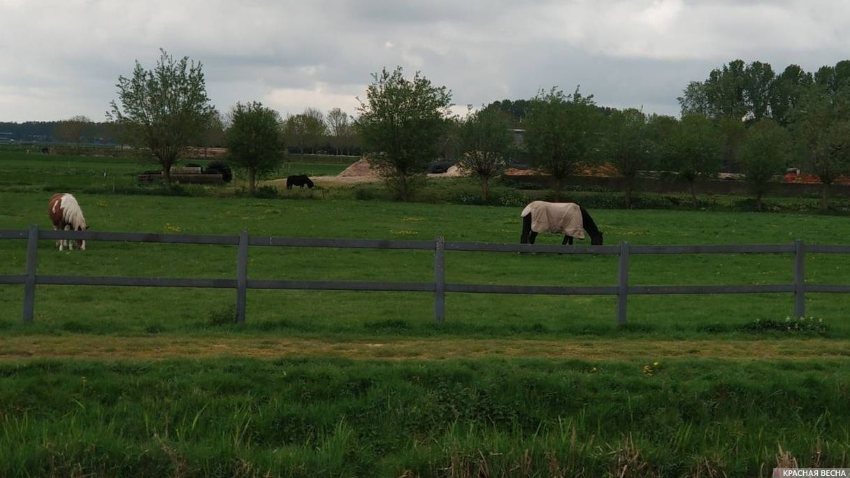 Голландия, кони на пастбище
