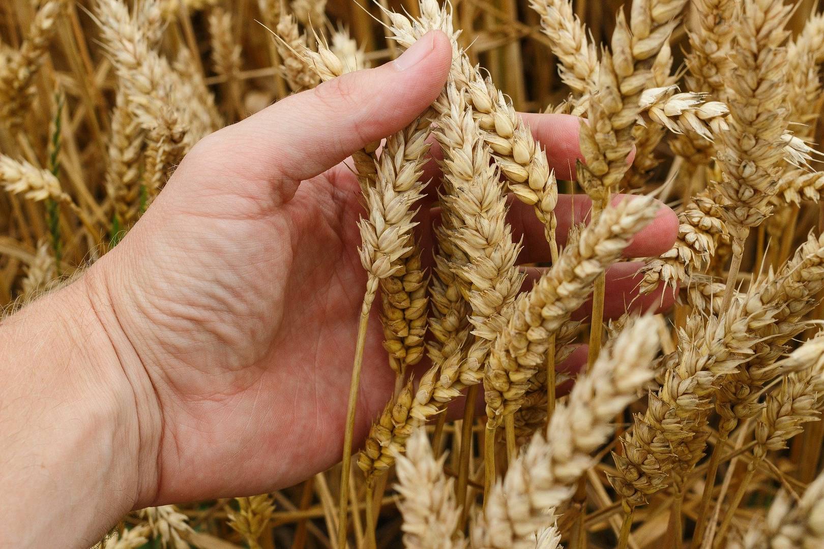 пшеница зерно зерновые