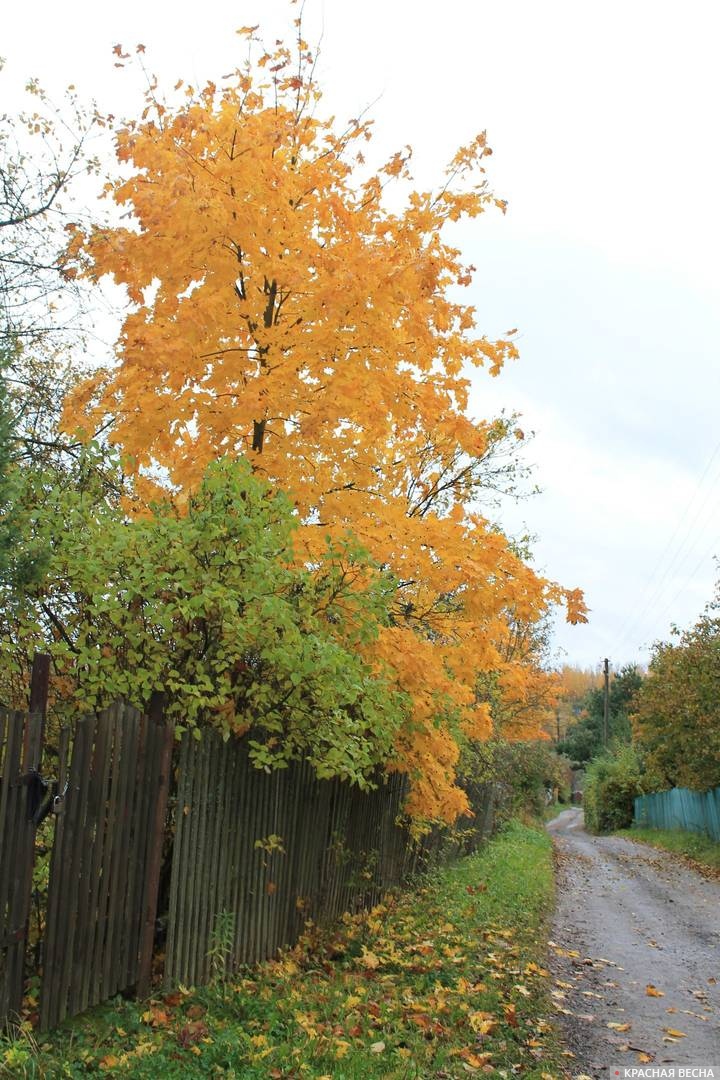 Золотая осень на улицах Смоленска