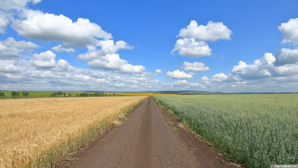 Дорога в полях