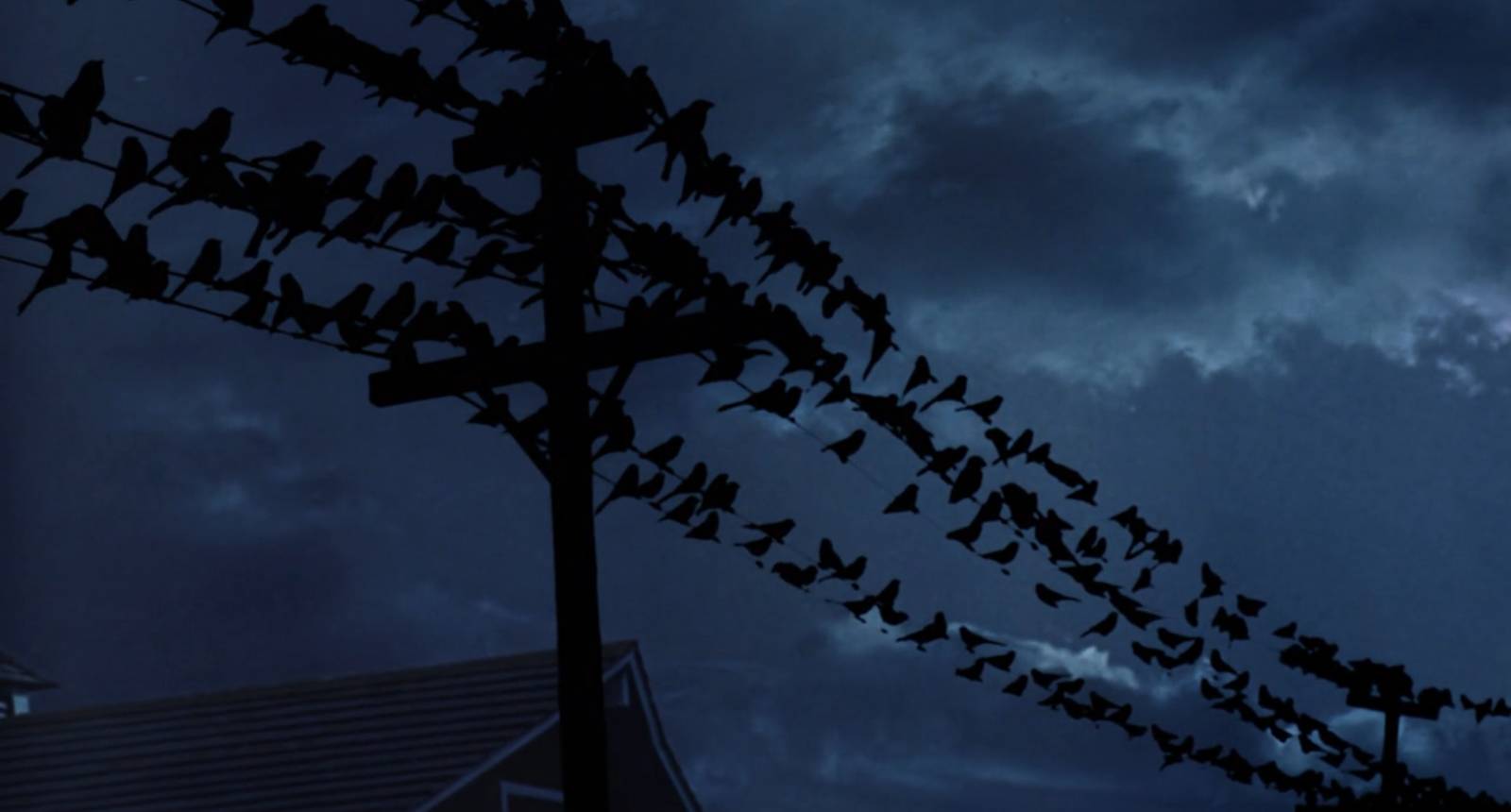 Цитата из х∕ф «Птицы». Реж. Альфред Хичкок. 1963. США