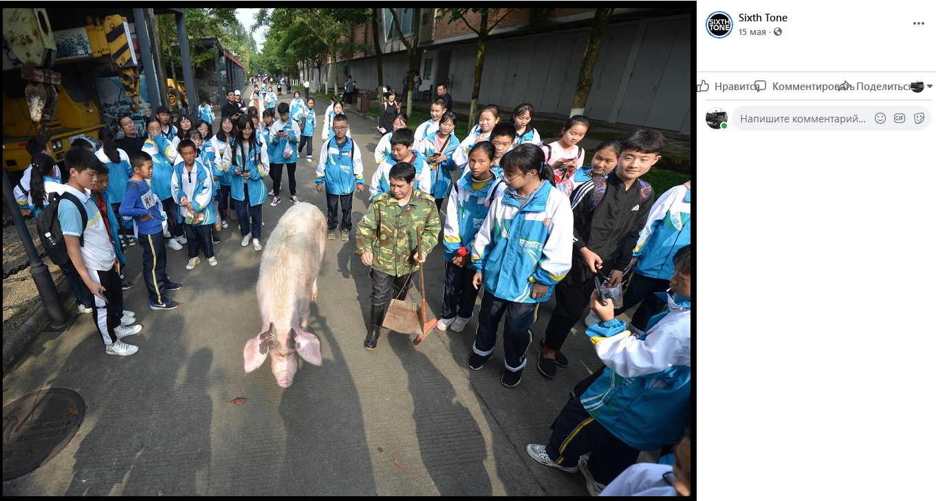 «Сильная свинья» в окружении туристов