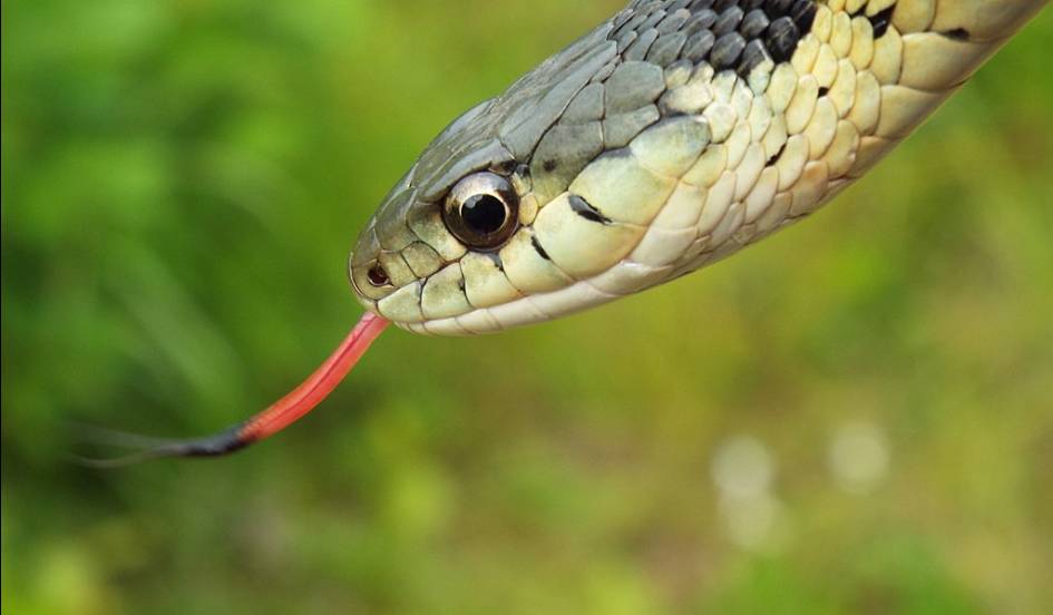 Одна из разновидностей подвязочной змеи