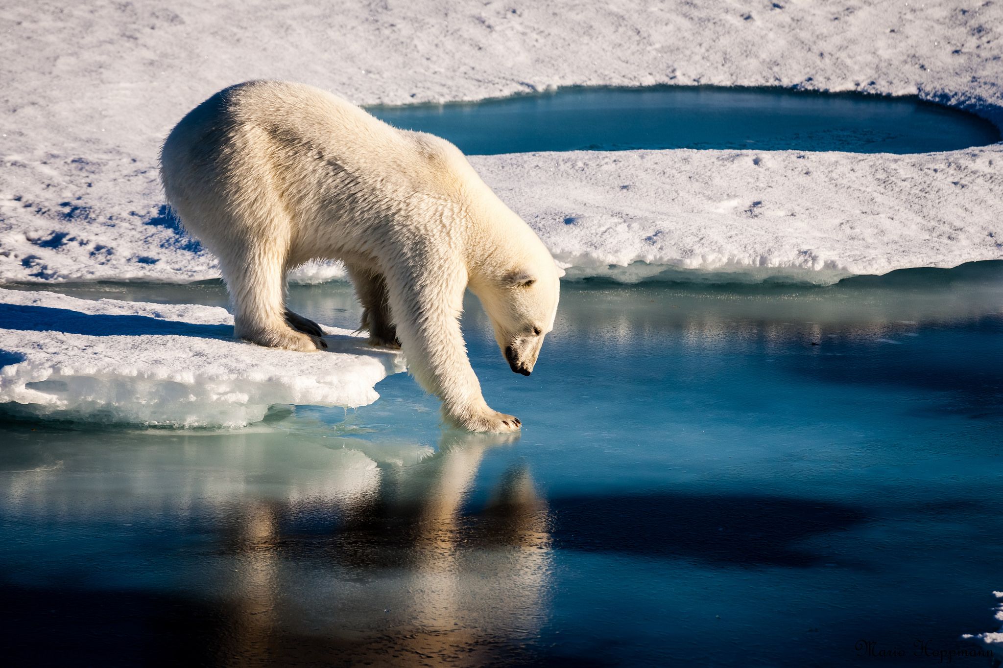 Полярный медведь. Арктика [NASA Goddard Photo and Video [gsfc], flickr, cc-by-2.0]