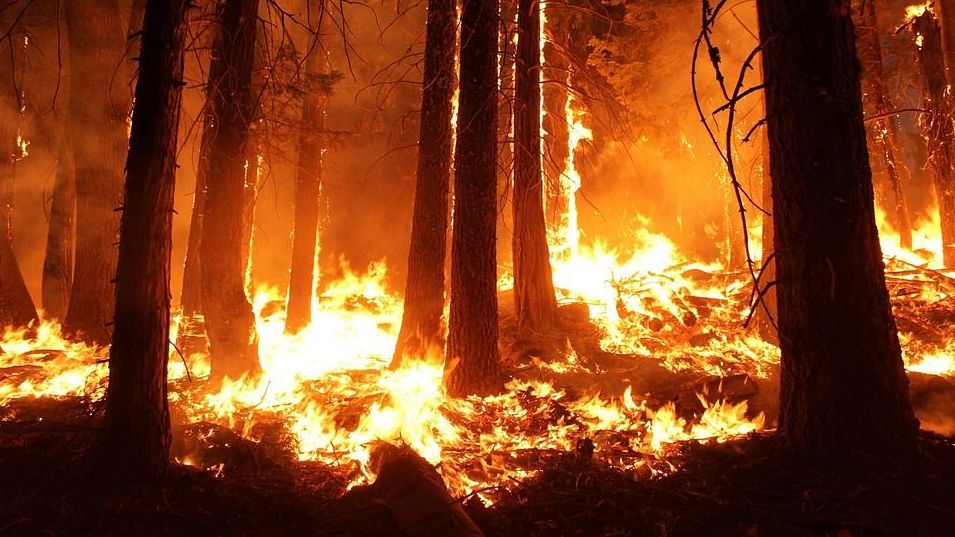лесной пожар, леса, пожар