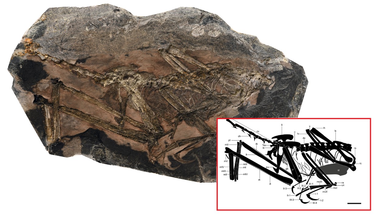 Фотография останков птицеподобного динозавра Fujianvenator prodigiosus и их схематичное изображение