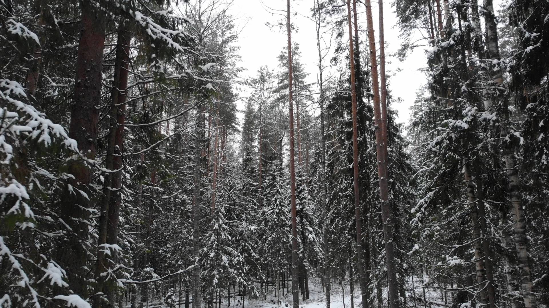 Лес зимой