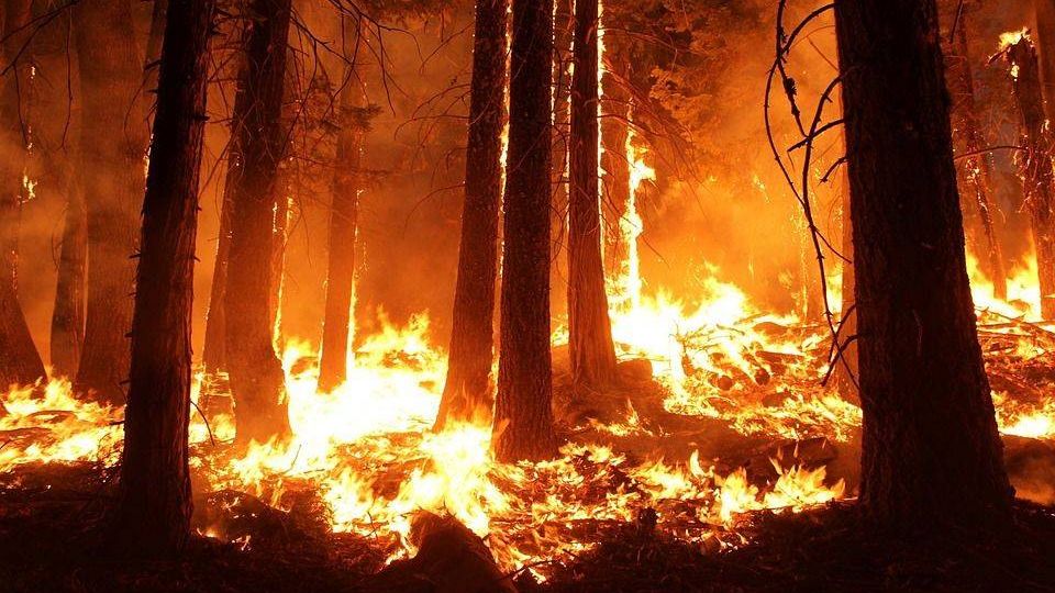 лесной пожар, леса, пожар