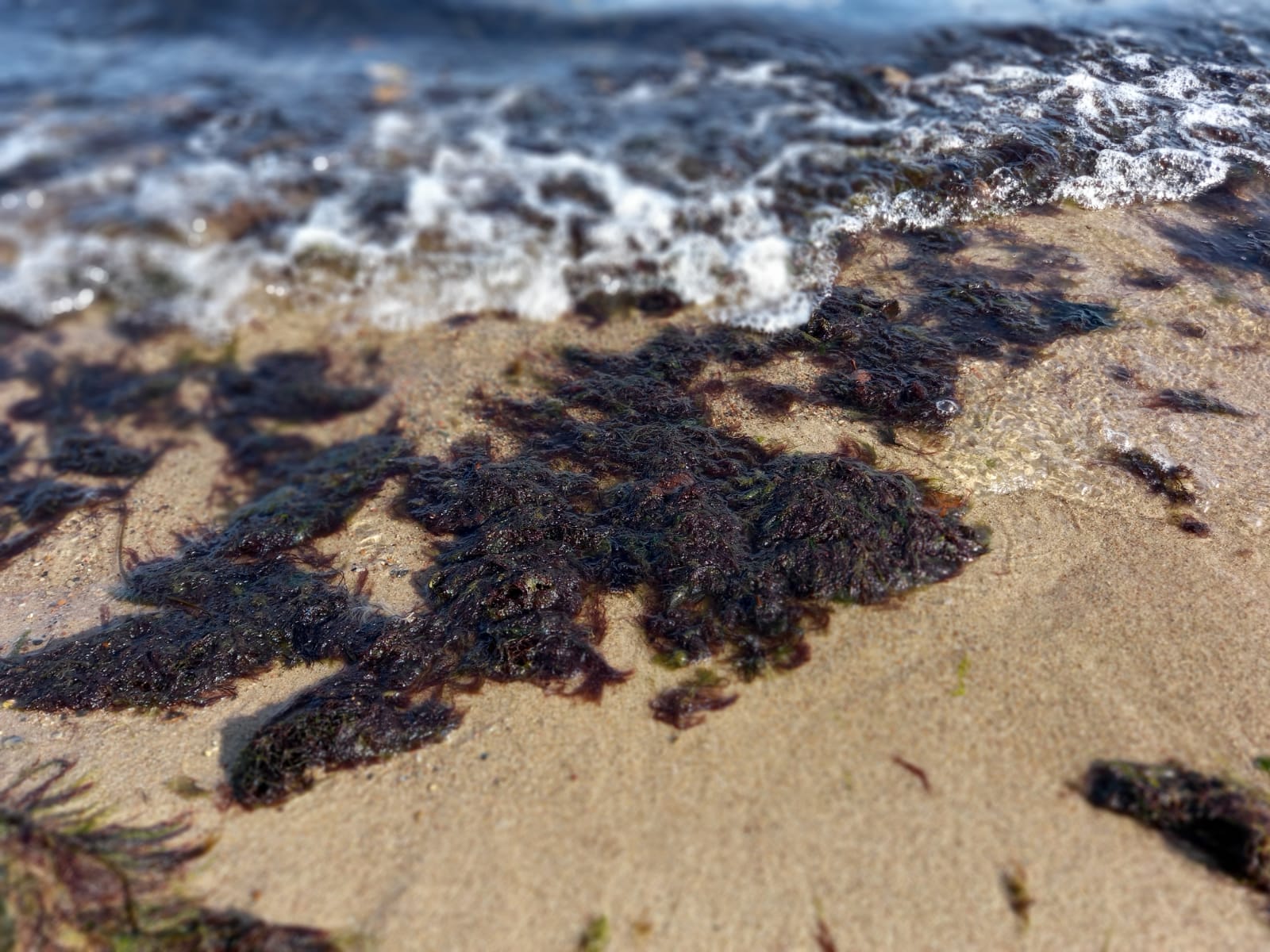 Ученые ИЖС БФУ разрабатывают технологию переработки водорослей и морского мусора в биотопливо