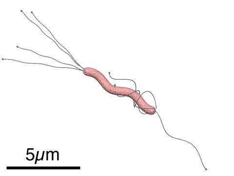 Структура Helicobacter pylori