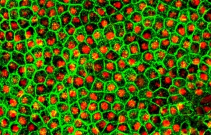 Клетки сетчатки окрашивали на идентифицированный поверхностный маркер CD140b в зеленый цвет