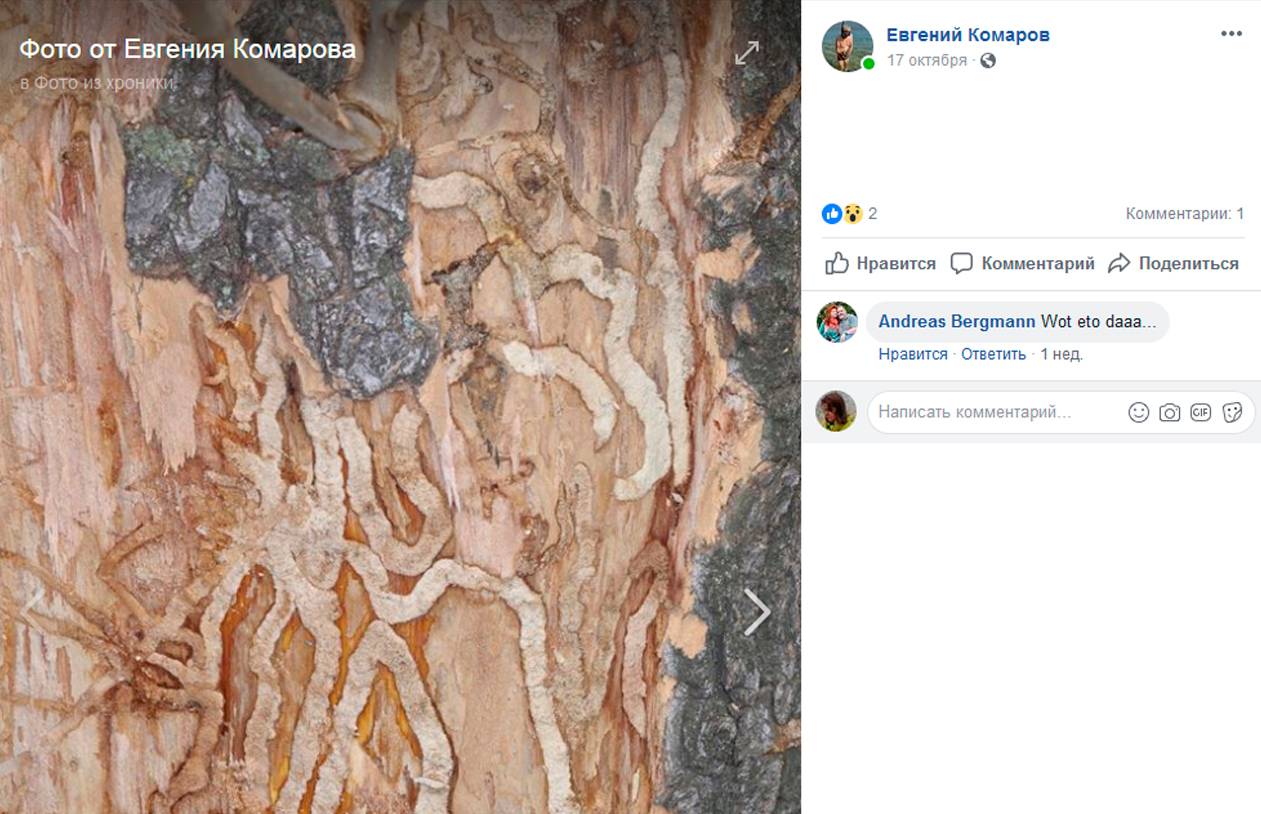 Пораженная ясеневой златкой древесина