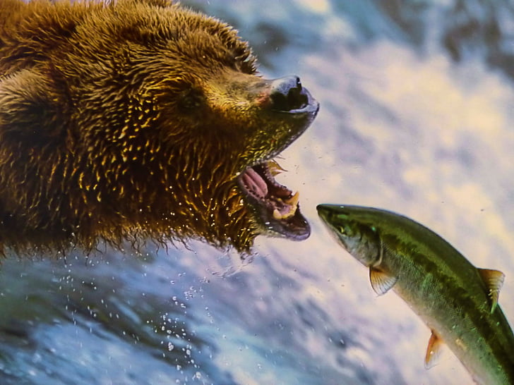 Медведь и лосось