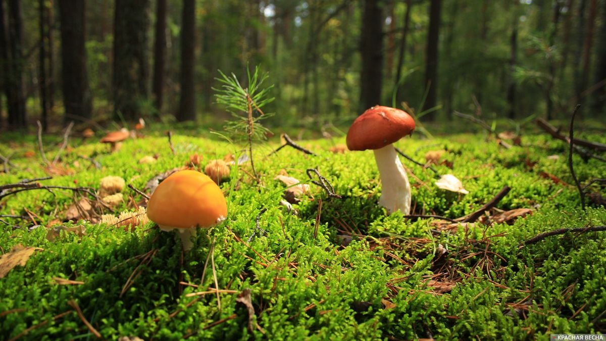 Дикорастущие грибы