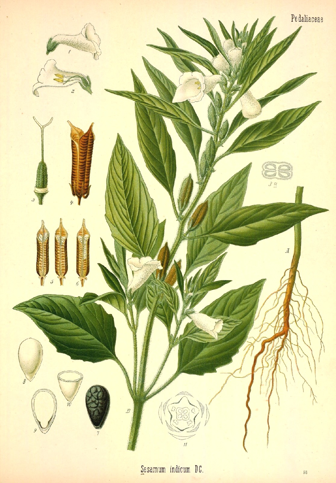 Франц Кёхлер. Кунжут, или сезам (Sesamum indicum). 1887 