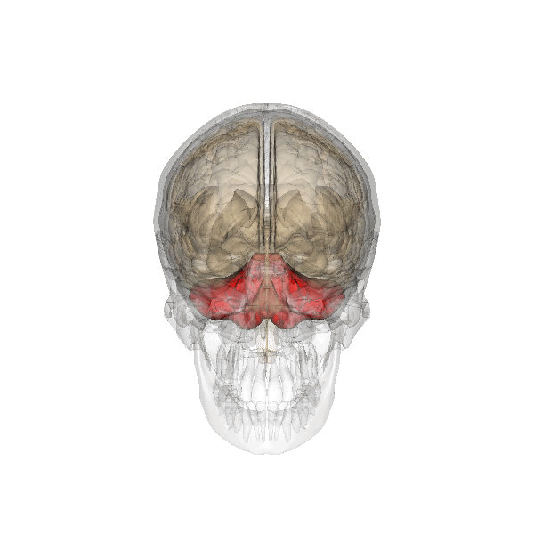 Мозг человека с выделеным на нем мозжечком