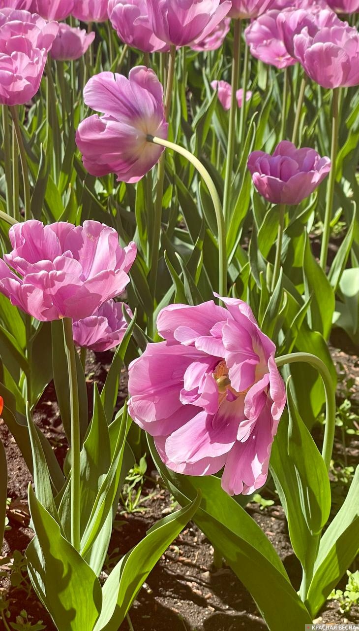Тюльпаны. Севастополь 