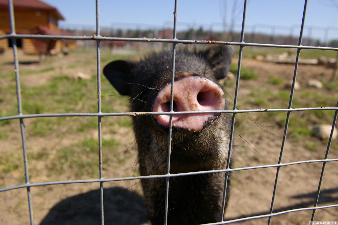 свинина свинья ачс ограждение карантин изоляция африканская чума свиней