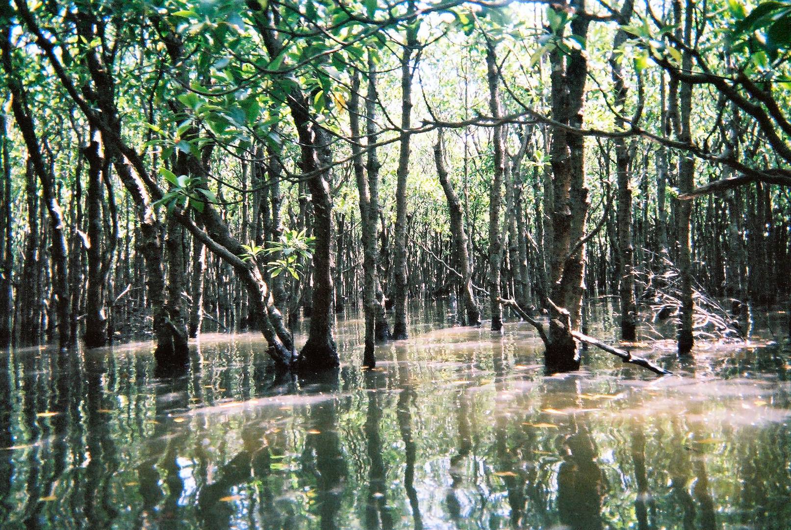 Мангровый лес, затопленный приливом