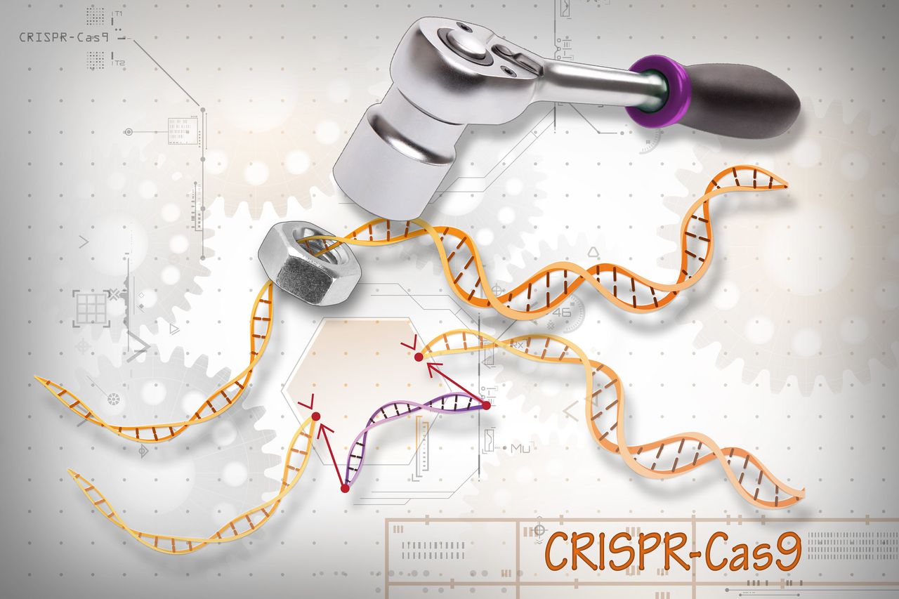 Разборка генома CRISPR/Cas9