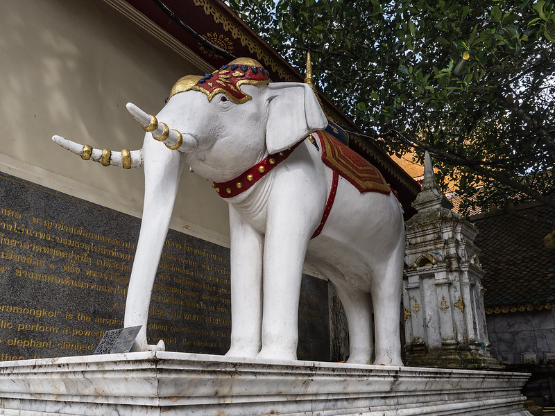 Белый слон в храме Ват Пхра Тхат Дой Сутеп, Чиангмай, Таиланд 
