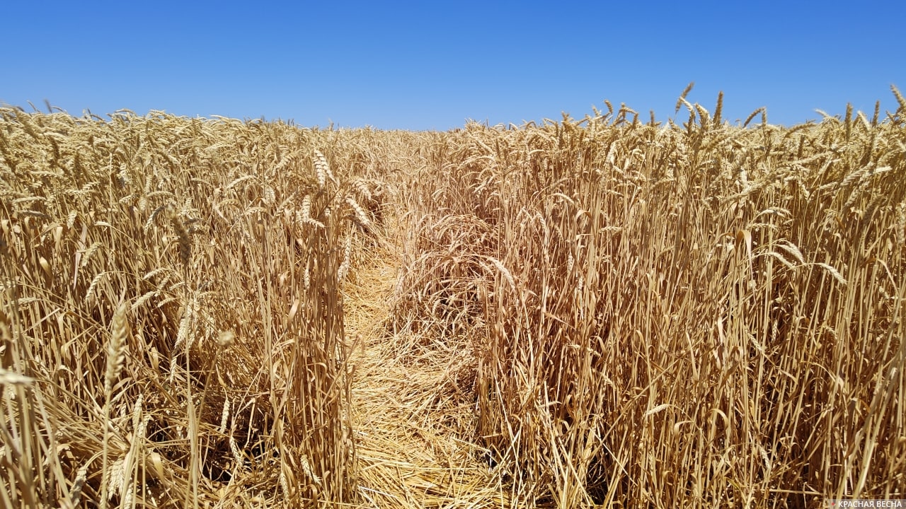 Пшеница поле зерно